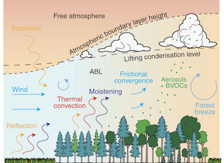 Schematic picture of cloud enhancement over forests